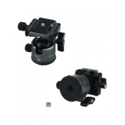 YC ONION MR 36 ROTULE TETE ORIENTALE